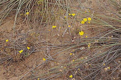 Birds of Saudi Arabia: Some Flowering Desert Plants - Sabkhat Al Fasl