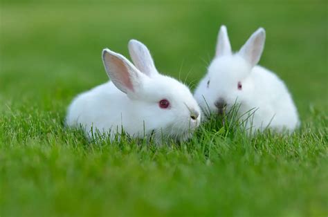 Tudo Sobre Os Coelhos - Estimação | Animais - Cultura Mix