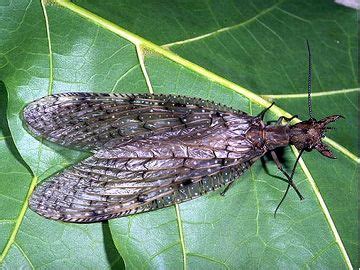 Neuroptera (lacewings): 2 membranous wings of similar size, complex wing venation, wings held ...