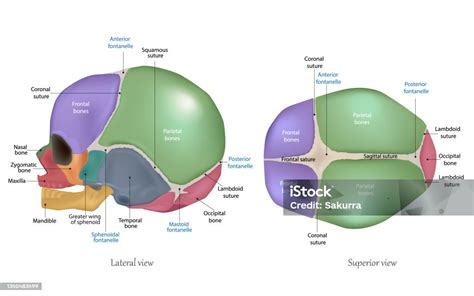 Anatomy Of The Newborn Skull Cranial Sutures And Fontanelle Lateral And ...