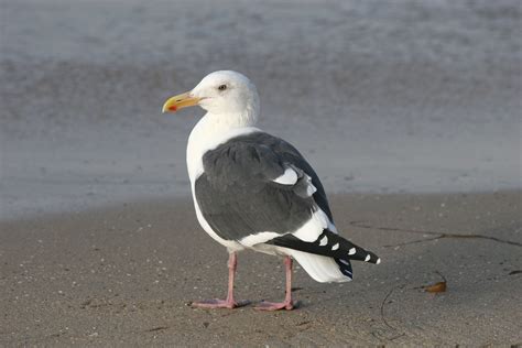 Western Gull, Larus occidentalis | Sea birds, Bird species, Western coast