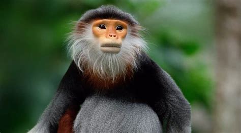 The World's Most Beautiful Monkey | Geography Scout