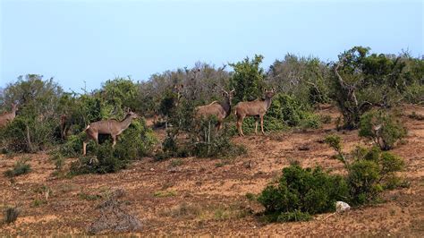 Kudu Antelope Africa - Free photo on Pixabay - Pixabay