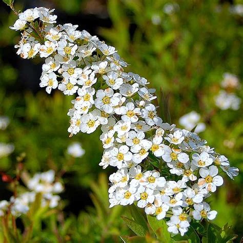 Spiraea 'Arguta' - Bridal Wreath | GardenersDream