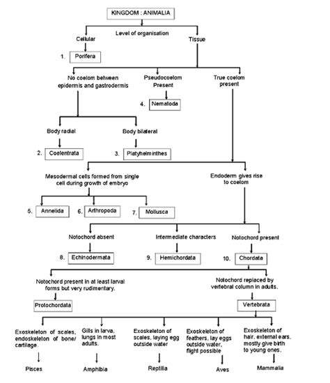 Animal Kingdom Taxonomy