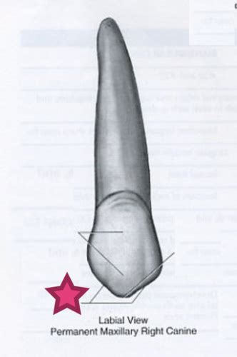 Test #6 - Maxillary Canines Flashcards | Quizlet