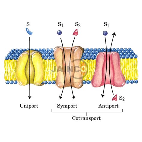 Uniport/ Symport, Antiport Model India, Manufacturers, Suppliers & Exporters in India