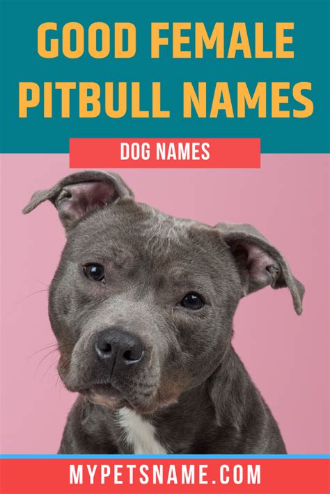 Good Female Pitbull Names | Female pitbull names, Female pitbull, Dog names