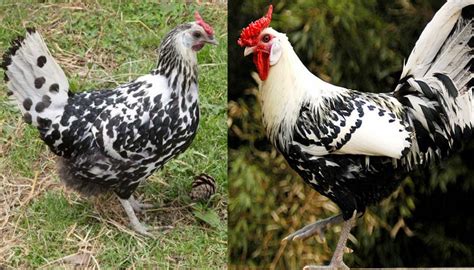 10 Beautiful Black and White Feathered Chicken Breeds