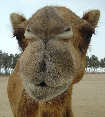 Funny Animals: Funny Camel Face