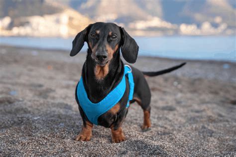 Top 16 Best Dachshund Harnesses for Safety, Style, and Support