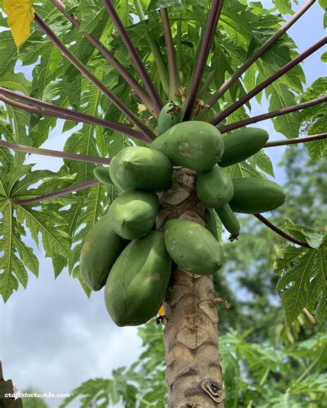 Growing Papayas From Seeds – Crafts to Crumbs