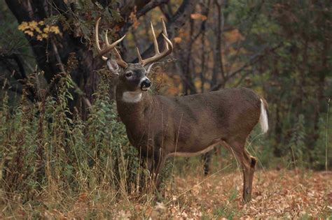 Whitetail Buck HD 1920x1080 Wallpaper - WallpaperSafari