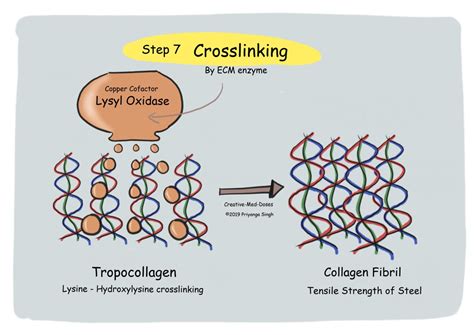 Collagen synthesis: Quick review - Creative Med Doses