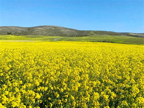 The Wild Mustard Fields in Half Moon Bay: Everything You Need to Know