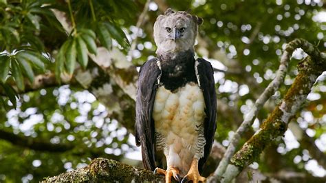 Kenali Burung Helang Paling Besar Dan Menakutkan Di Dunia - Helang ...