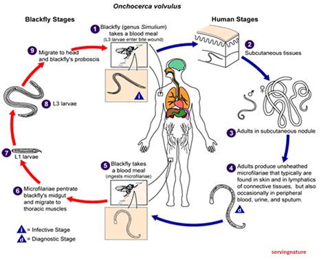 Healthy Body-Healthy Mind: What is Filariasis? Filariasis prevention ...