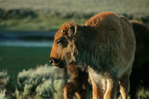 Bison calf 3. Yellowstone -Solo (DSC_2634) | Dr.DeNo | Flickr