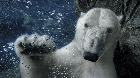 Polar Passage - Wilder Institute/Calgary Zoo