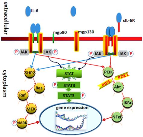 Interleukin Signaling Pathway