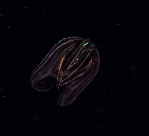 This bioluminescent jellyfish looks otherworldly. : r/interestingasfuck