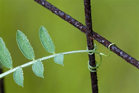 Plant Tropisms - Phototropism, Thigmotropism, and More