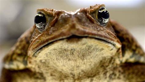 Cane toad research saving native predators | Narooma News | Narooma, NSW