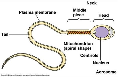 Sperm diagram | Plasma membrane, Human anatomy and physiology, Cell model project