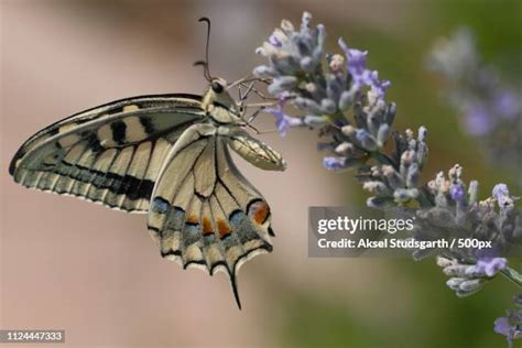 558 Iridescent Butterfly Stock Photos, High-Res Pictures, and Images - Getty Images