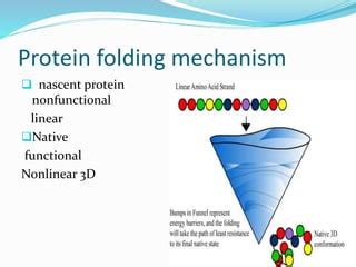 Protein Folding Mechanism | PPT