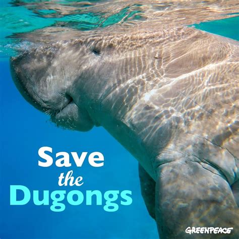 Save the Dugongs | Dugong, Fish pet, Wildlife watching