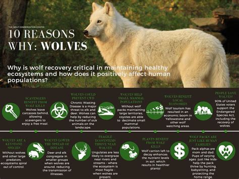 Wolf Conservation Center