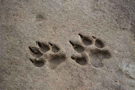 Mjölnir Photography: Brown Bear and Grey Wolf Tracks