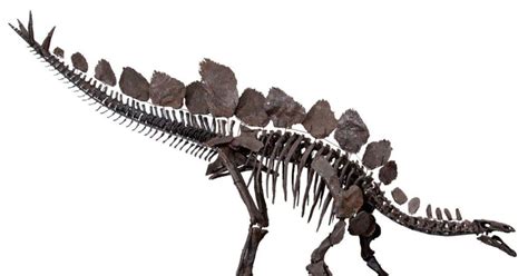 FlipFact (February 26, 2020): What do you call Stegosaurus’ four-spiked tail? - FlipScience ...