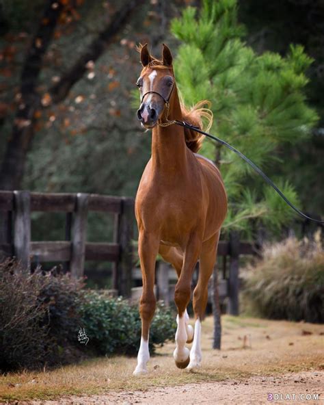 خيل عربي,حصان عربي,حصان ابيض,خيول عربية,خلفيات خيول عربية,صور خيول,خيول ...