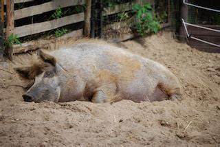 Pig Habitat Lesson for Kids | Study.com