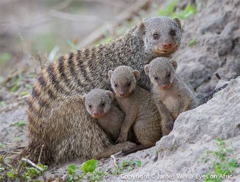 Banded mongoose family in northern Botswana by ‎wildographer & ‎photosafari guide James Weis ...