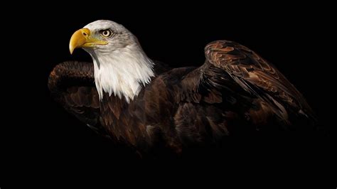 Bald Eagle Flying Over Mountains HD desktop wallpaper : High 900×634 Eagle Images | Adorable ...