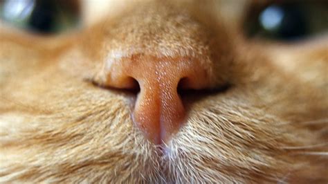 Cat Runny Nose: Causes, Symptoms & Treatments