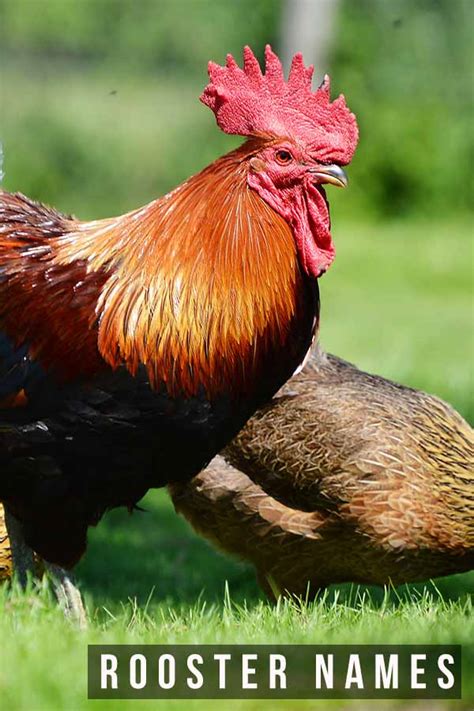 Rooster Names - Over 300 Awesome Ideas For Your Cockerel