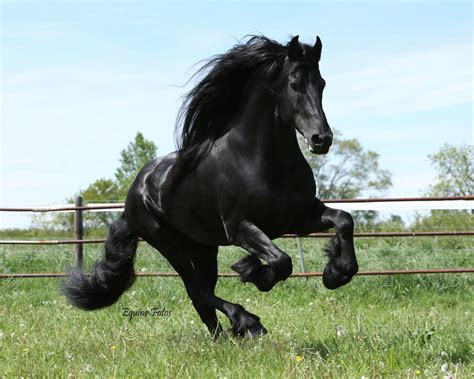 Friesian Horse Wallpaper Hd