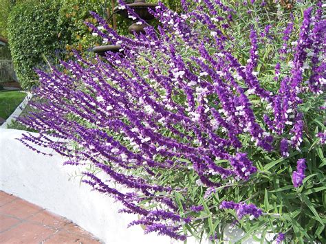 The 2 Minute Gardener: Photo - Mexican Bush Sage (Salvia leucantha)