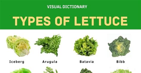 Different Types of Lettuce and Their Incredible Benefits • 7ESL