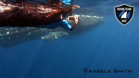 Endangered Whale Shark Conservation Program - Earth Day