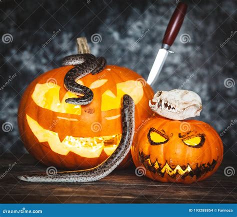 Happy Halloween. Snakes with Pumpkins on a Table. Stock Photo - Image of dark, celebration ...