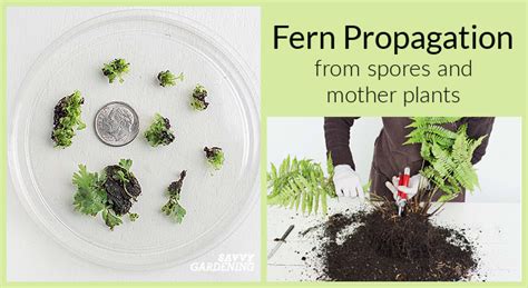 Fern Propagation Techniques Using Spores or Mother Plants