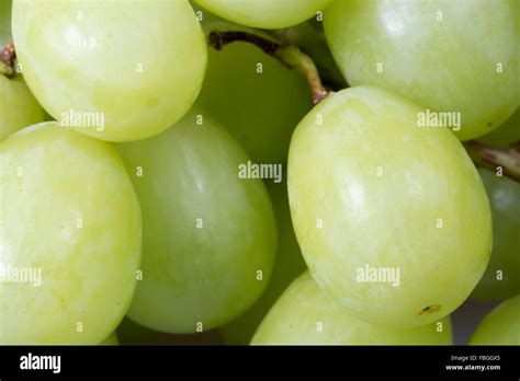 Green Grapes Close Up Stock Photo - Alamy