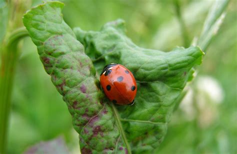Free Images : nature, meadow, summer, spring, green, insect, ladybug ...