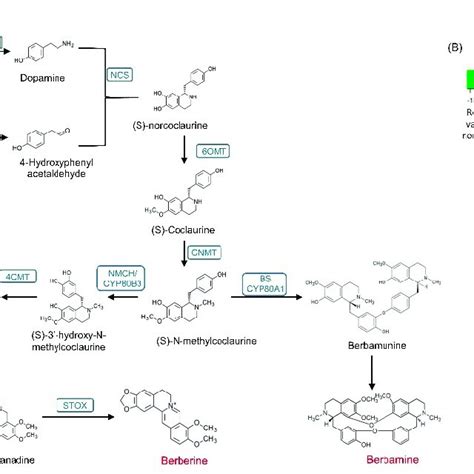 (A) Berberine biosynthesis pathways and (B) differentially expressed ...