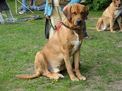 Danish Broholmer Dog Info, Temperament, Puppies, Pictures